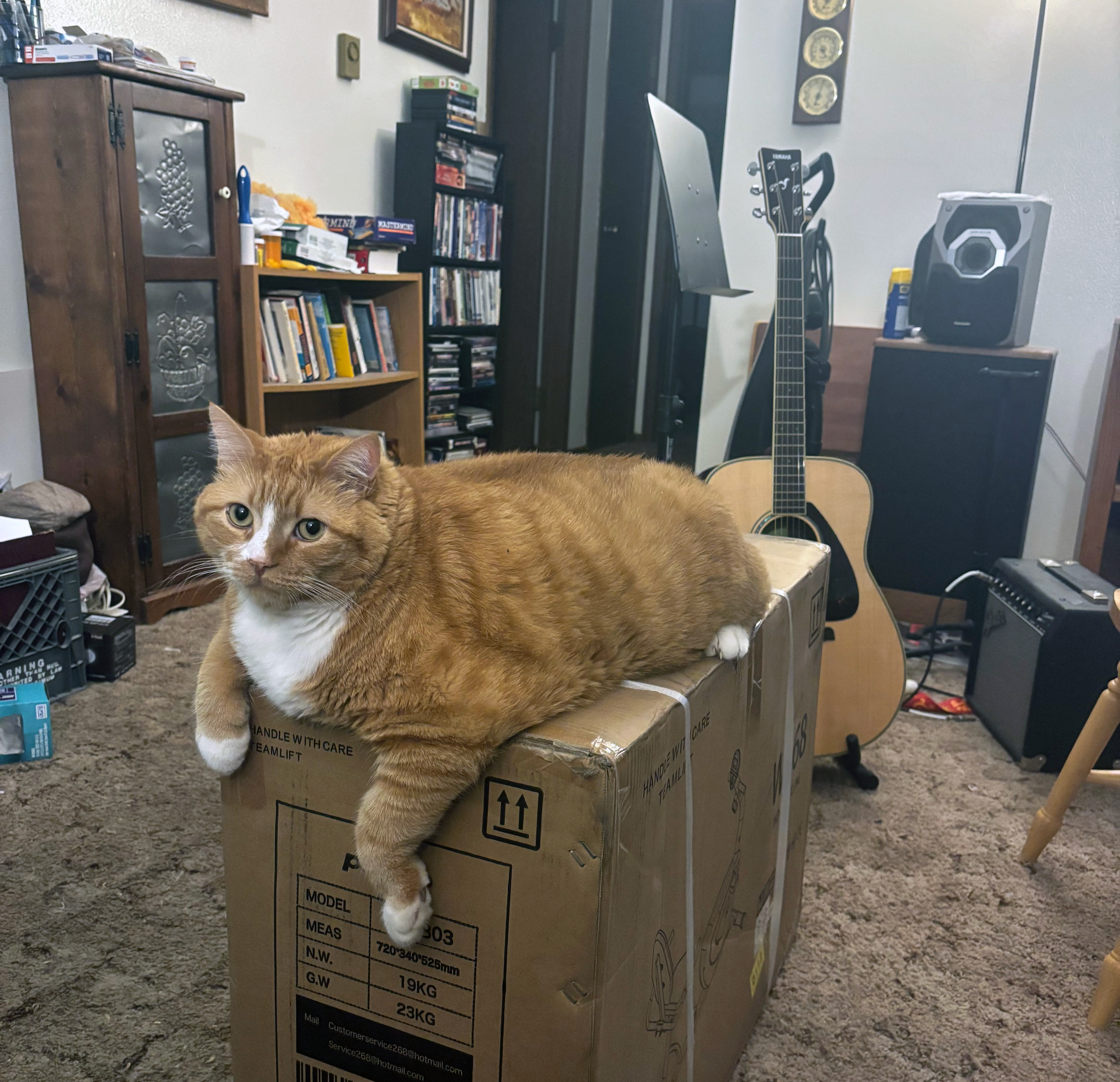 Gus on a box